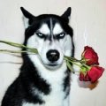 dog_with_rose.jpg
